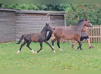 Deutsches Reitpony, Stute, Fohlen (02/2026), Schwarzbrauner