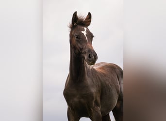 Deutsches Reitpony, Stute, Fohlen (05/2024), Schwarzbrauner