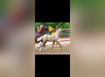 Deutsches Reitpony, Unbekannt, Fohlen (04/2026), Palomino