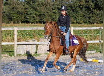 Deutsches Reitpony, Wallach, 10 Jahre, 132 cm, Fuchs