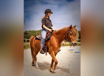 Deutsches Reitpony, Wallach, 10 Jahre, 132 cm, Fuchs