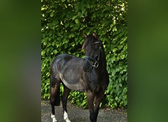 Deutsches Reitpony, Wallach, 10 Jahre, 136 cm, Rappe