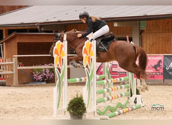 Deutsches Reitpony, Wallach, 10 Jahre, 139 cm, Dunkelfuchs