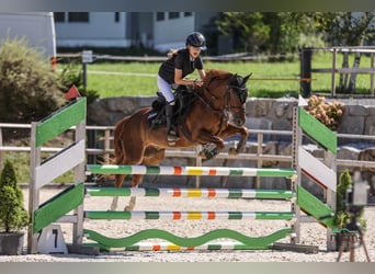 Deutsches Reitpony, Wallach, 10 Jahre, 139 cm, Dunkelfuchs
