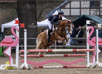 Deutsches Reitpony, Wallach, 10 Jahre, 142 cm, Fuchs