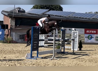 Deutsches Reitpony, Wallach, 10 Jahre, 143 cm, Brauner