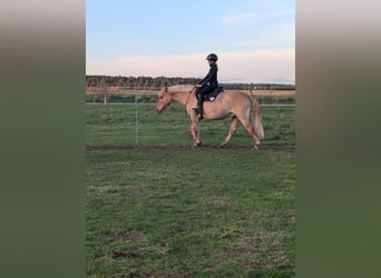 Deutsches Reitpony, Wallach, 10 Jahre, 143 cm, Falbe