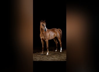 Deutsches Reitpony, Wallach, 10 Jahre, 143 cm, Fuchs