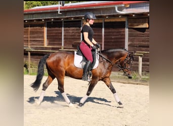 Deutsches Reitpony, Wallach, 10 Jahre, 144 cm, Dunkelbrauner