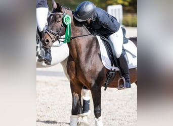Deutsches Reitpony, Wallach, 10 Jahre, 144 cm, Dunkelbrauner