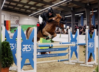 Deutsches Reitpony, Wallach, 10 Jahre, 144 cm, Fuchs