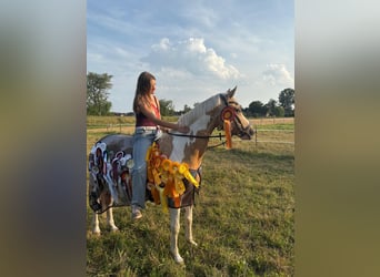 Deutsches Reitpony, Wallach, 10 Jahre, 144 cm, Palomino