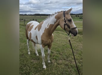 Deutsches Reitpony, Wallach, 10 Jahre, 144 cm, Palomino