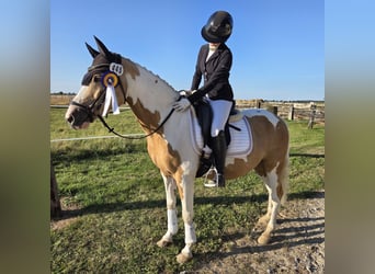 Deutsches Reitpony, Wallach, 10 Jahre, 144 cm, Palomino