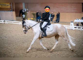 Deutsches Reitpony, Wallach, 10 Jahre, 144 cm, Palomino
