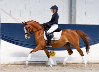 Deutsches Reitpony, Wallach, 10 Jahre, 145 cm, Dunkelfuchs