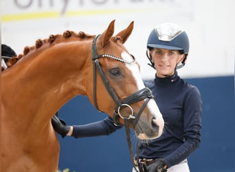 Deutsches Reitpony, Wallach, 10 Jahre, 145 cm, Dunkelfuchs