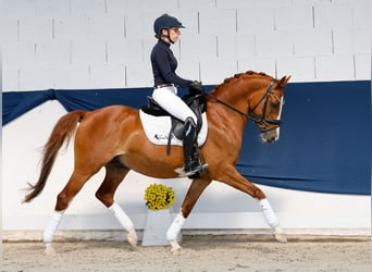 Deutsches Reitpony, Wallach, 10 Jahre, 145 cm, Dunkelfuchs