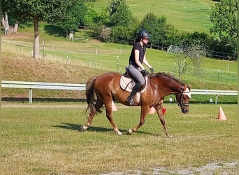 Deutsches Reitpony, Wallach, 10 Jahre, 145 cm, Fuchs
