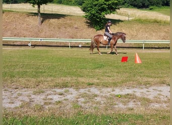 Deutsches Reitpony, Wallach, 10 Jahre, 145 cm, Fuchs