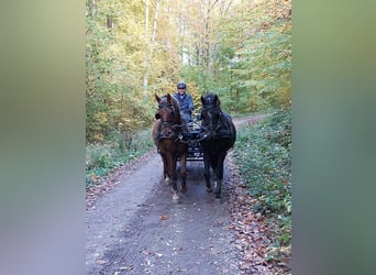 Deutsches Reitpony, Wallach, 10 Jahre, 145 cm, Fuchs