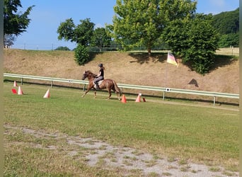 Deutsches Reitpony, Wallach, 10 Jahre, 145 cm, Fuchs