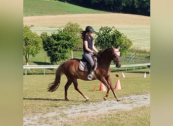 Deutsches Reitpony, Wallach, 10 Jahre, 145 cm, Fuchs