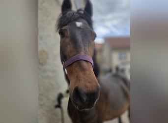 Deutsches Reitpony, Wallach, 10 Jahre, 146 cm, Brauner