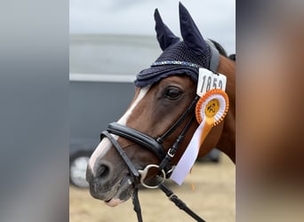 Deutsches Reitpony, Wallach, 10 Jahre, 146 cm, Brauner