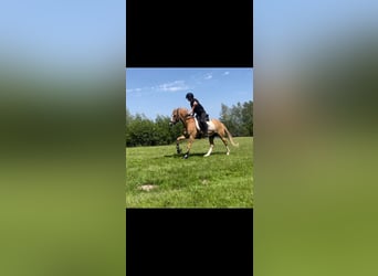 Deutsches Reitpony, Wallach, 10 Jahre, 146 cm, Falbe