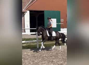 Deutsches Reitpony, Wallach, 10 Jahre, 146 cm, Rappe