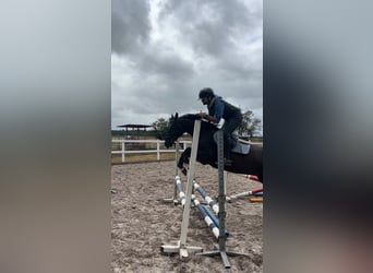 Deutsches Reitpony, Wallach, 10 Jahre, 146 cm, Rappe