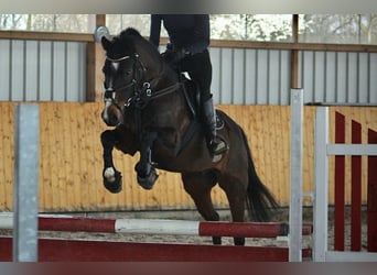 Deutsches Reitpony, Wallach, 10 Jahre, 147 cm, Dunkelbrauner
