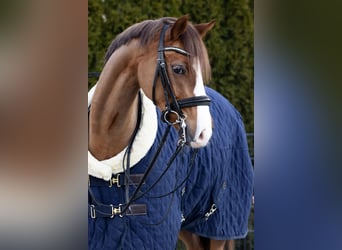 Deutsches Reitpony, Wallach, 10 Jahre, 147 cm, Dunkelfuchs