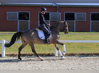 Deutsches Reitpony, Wallach, 10 Jahre, 147 cm, Falbe