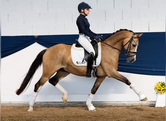 Deutsches Reitpony, Wallach, 10 Jahre, 147 cm, Falbe