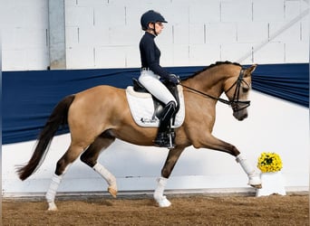 Deutsches Reitpony, Wallach, 10 Jahre, 147 cm, Falbe