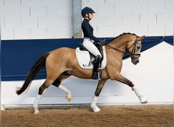 Deutsches Reitpony, Wallach, 10 Jahre, 147 cm, Falbe