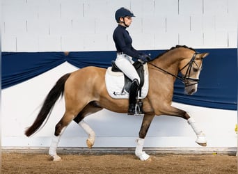 Deutsches Reitpony, Wallach, 10 Jahre, 147 cm, Falbe