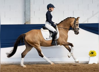 Deutsches Reitpony, Wallach, 10 Jahre, 147 cm, Falbe