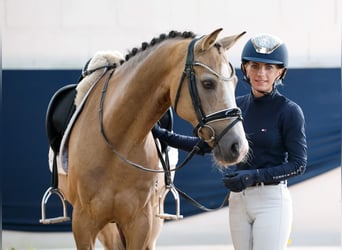 Deutsches Reitpony, Wallach, 10 Jahre, 147 cm, Falbe
