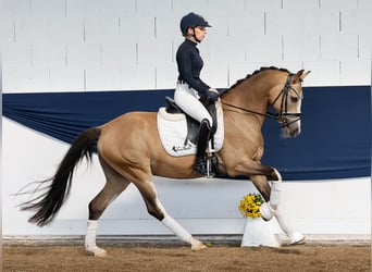Deutsches Reitpony, Wallach, 10 Jahre, 147 cm, Falbe