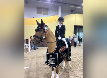 Deutsches Reitpony, Wallach, 10 Jahre, 147 cm, Fuchs