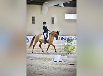 Deutsches Reitpony, Wallach, 10 Jahre, 147 cm, Fuchs