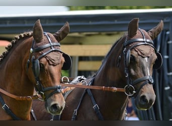 Deutsches Reitpony, Wallach, 10 Jahre, 147 cm, Schwarzbrauner