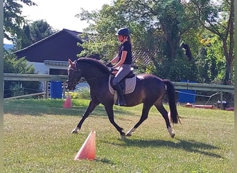 Deutsches Reitpony, Wallach, 10 Jahre, 147 cm, Schwarzbrauner