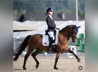 Deutsches Reitpony, Wallach, 10 Jahre, 148 cm, Brauner