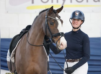 Deutsches Reitpony, Wallach, 10 Jahre, 148 cm, Brauner