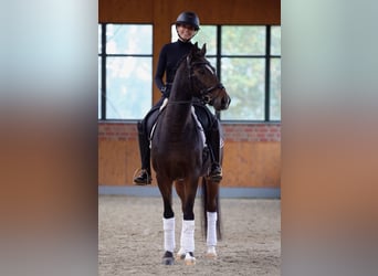 Deutsches Reitpony, Wallach, 10 Jahre, 148 cm, Brauner