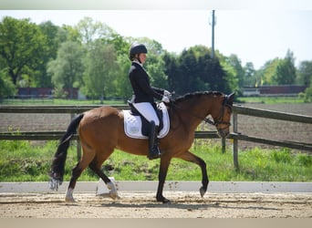 Deutsches Reitpony, Wallach, 10 Jahre, 148 cm, Brauner